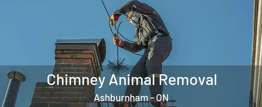  Chimney Animal Removal Ashburnham - ON