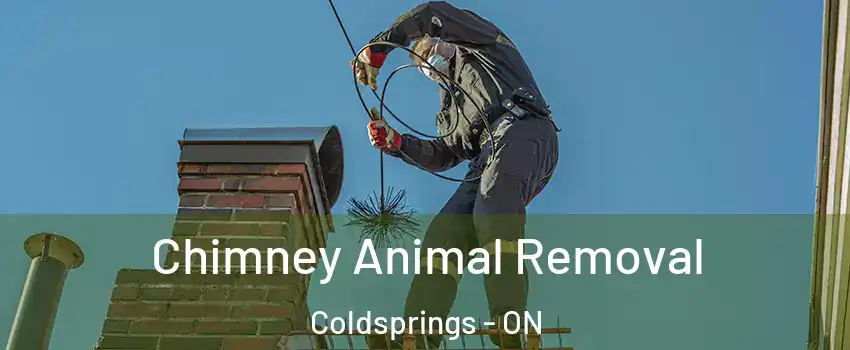 Chimney Animal Removal Coldsprings - ON