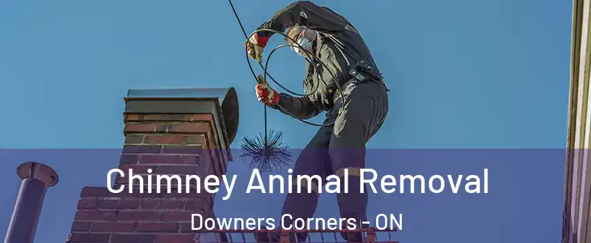  Chimney Animal Removal Downers Corners - ON