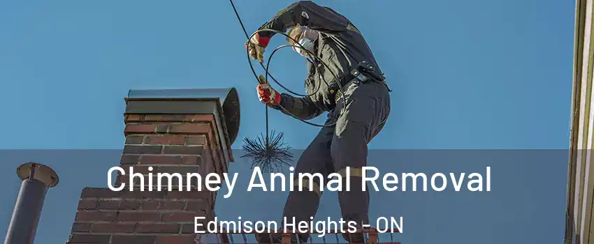  Chimney Animal Removal Edmison Heights - ON
