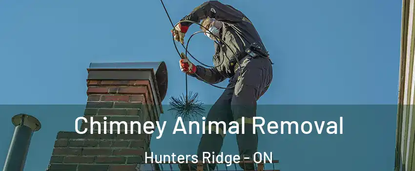  Chimney Animal Removal Hunters Ridge - ON