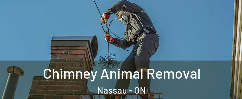 Chimney Animal Removal Nassau - ON