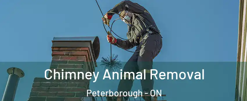  Chimney Animal Removal Peterborough - ON