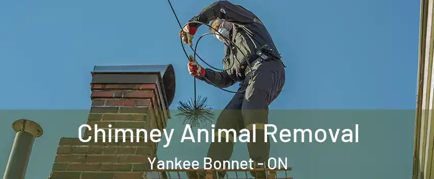  Chimney Animal Removal Yankee Bonnet - ON